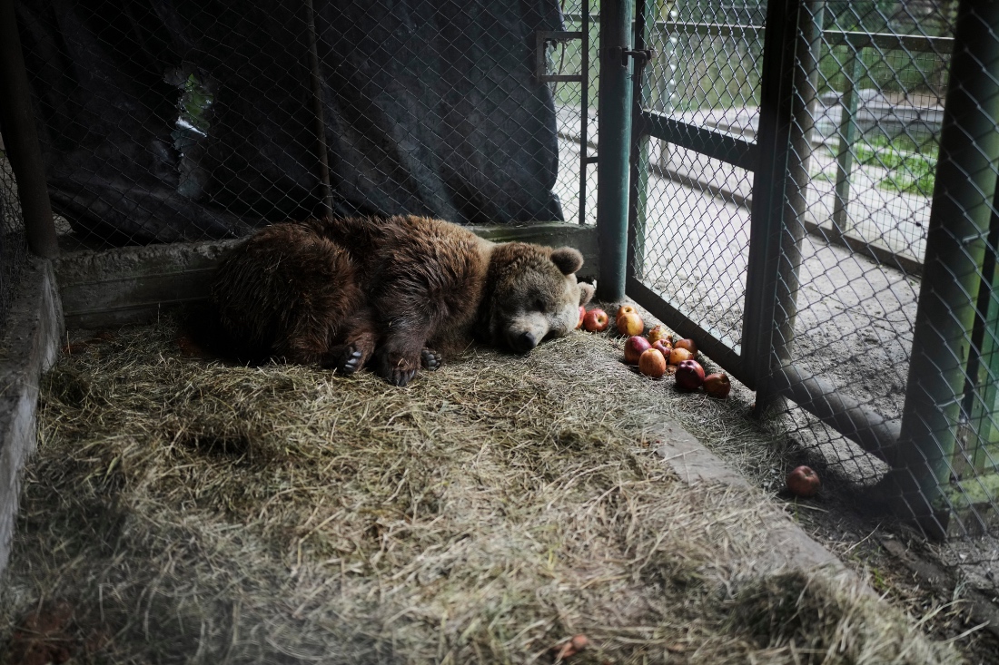 Florencia, a brown bear, lies in her cage at the former Lujan Zoo, which closed in 2020, where in recent days a global animal welfare organization has been treating animals, in Lujan, Argentina. (AP)