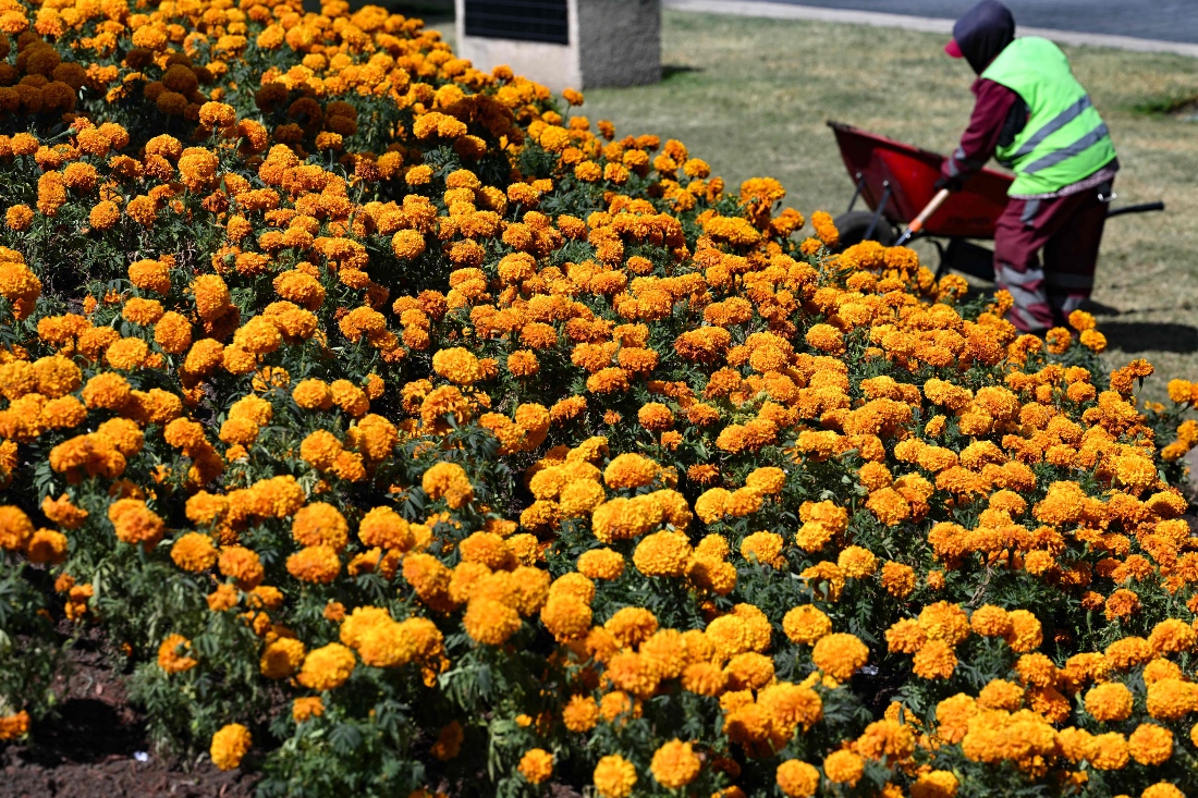 A municipal worker plants cempasúchil flowers in the Angel of Independence square as part of preparations for the Day of the Dead parade in Mexico City. (AFP)