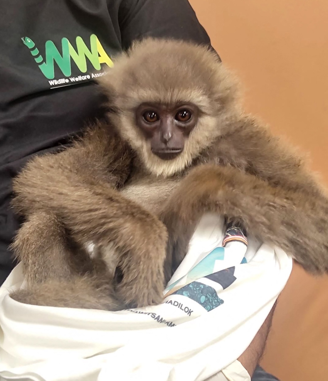 This handout picture taken and released by Customs Mumbai International Airport, shows a silvery gibbon as it was seized from a checked baggage of a passenger travelling from Malaysia via Thailand. (AFP)