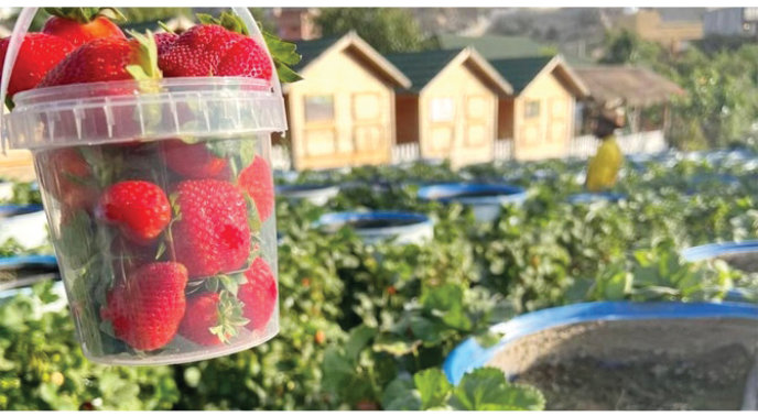 Strawberry Farm