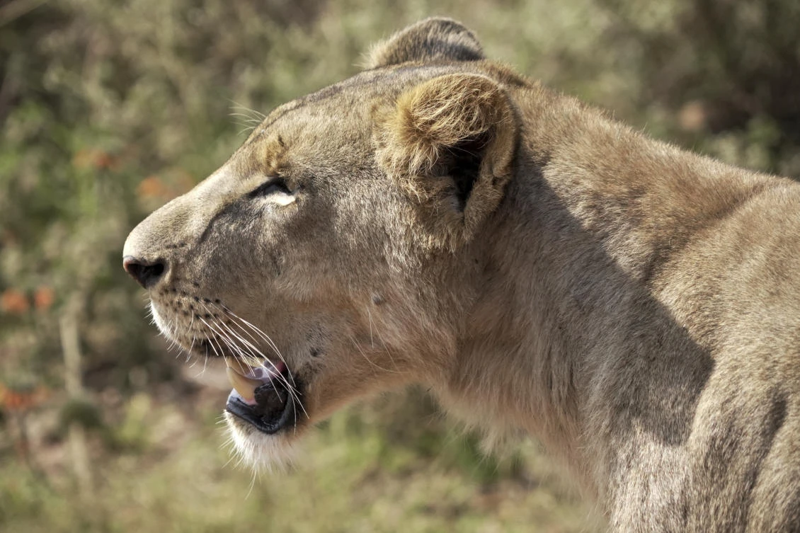 He lives alongside lions in Nairobi, where human-wildlife collision is dazzling — and dangerous