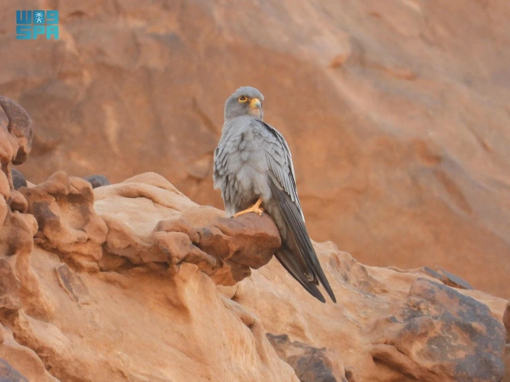 The reserve drew attention to the threats these birds face and emphasized their vital role in maintaining ecological balance. (SPA)
