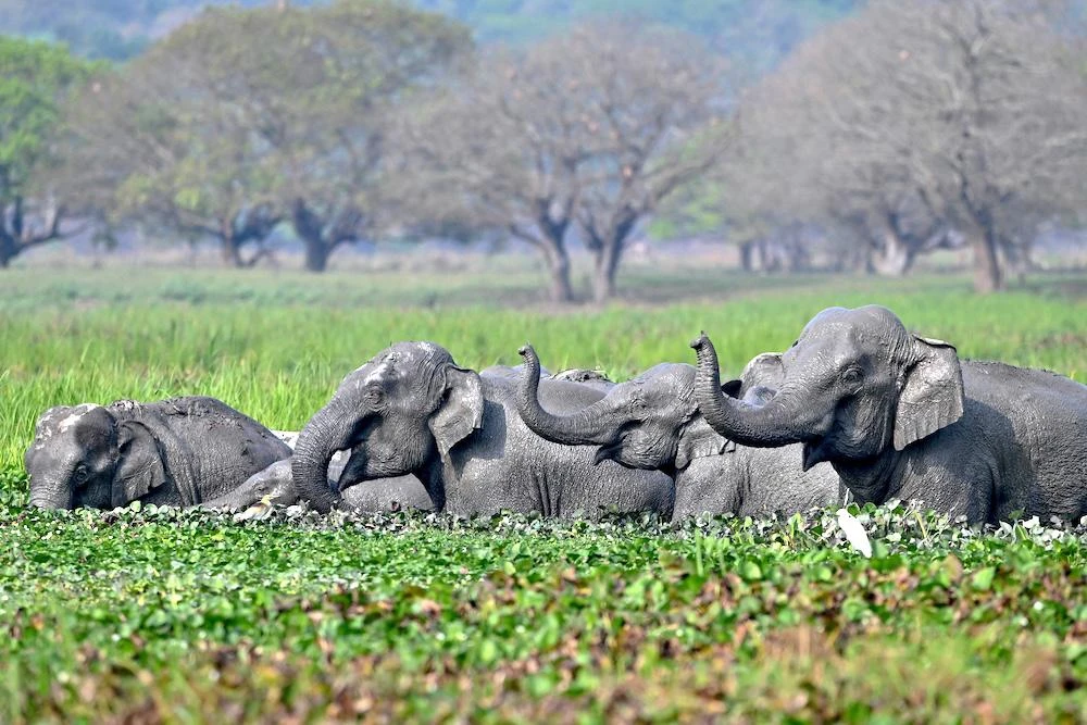 Above, a herd of wild Asiatic elephants bathe at Khamrenga wetland in Thakurkuchi village, outskirts of Guwahati. (AFP file poto)