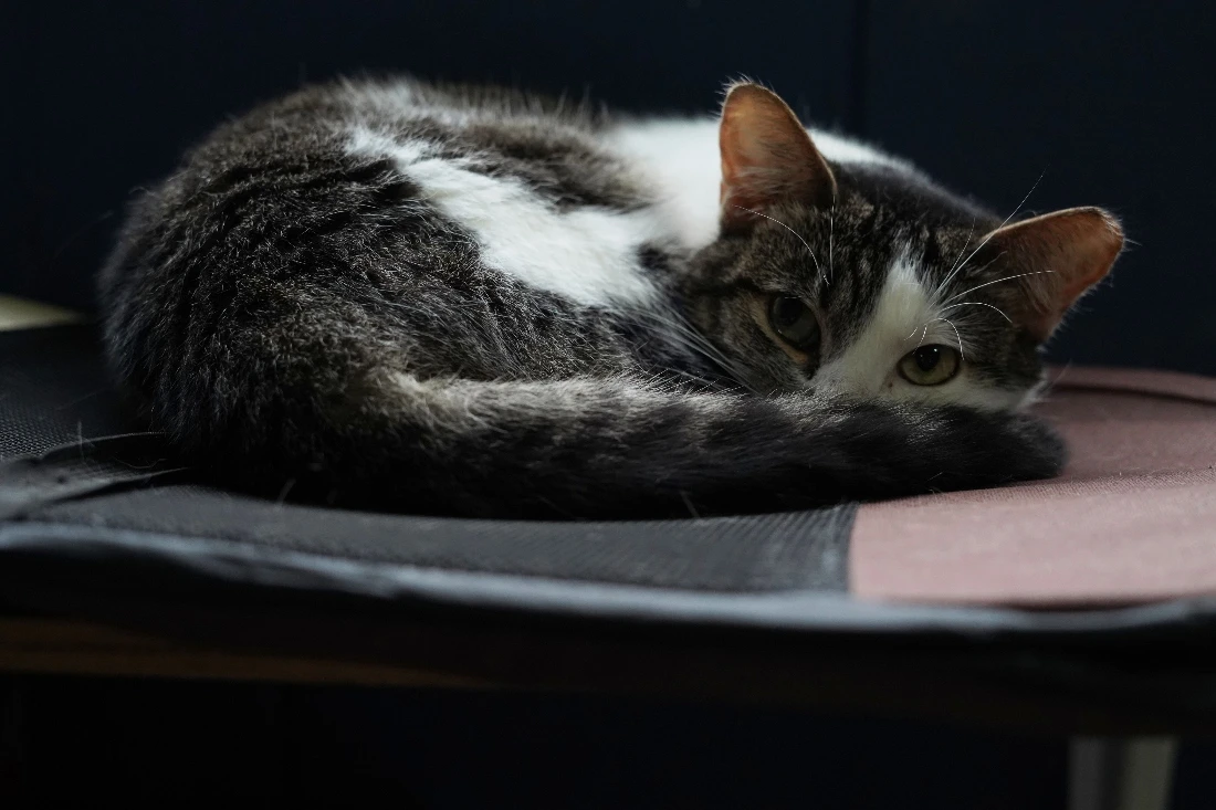 Amira, a rescued cat, rests at Hogar Buena Fortuna pet shelter in Mejicanos, El Salvador. (AP)