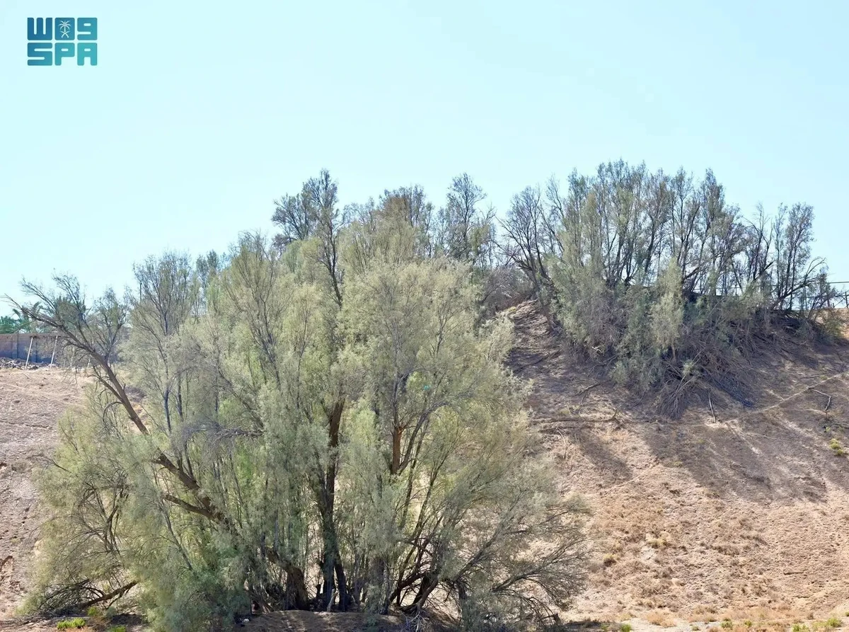 Resistant to drought and tolerant of salty soil, the tamarisk among the native species being planted across the Kingdom to fight desertification.