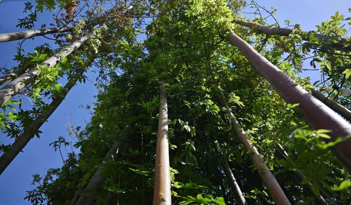 The initiative has been taken to 19 schools as part of an environmental awareness program, planting 340 trees on school grounds. (SPA)