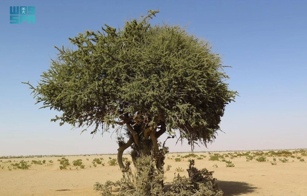 The Sarh tree is part of the Capparaceae family and grows up to 10 meters tall, with a stunted, twisted bole of 25cm in diameter. (SPA)