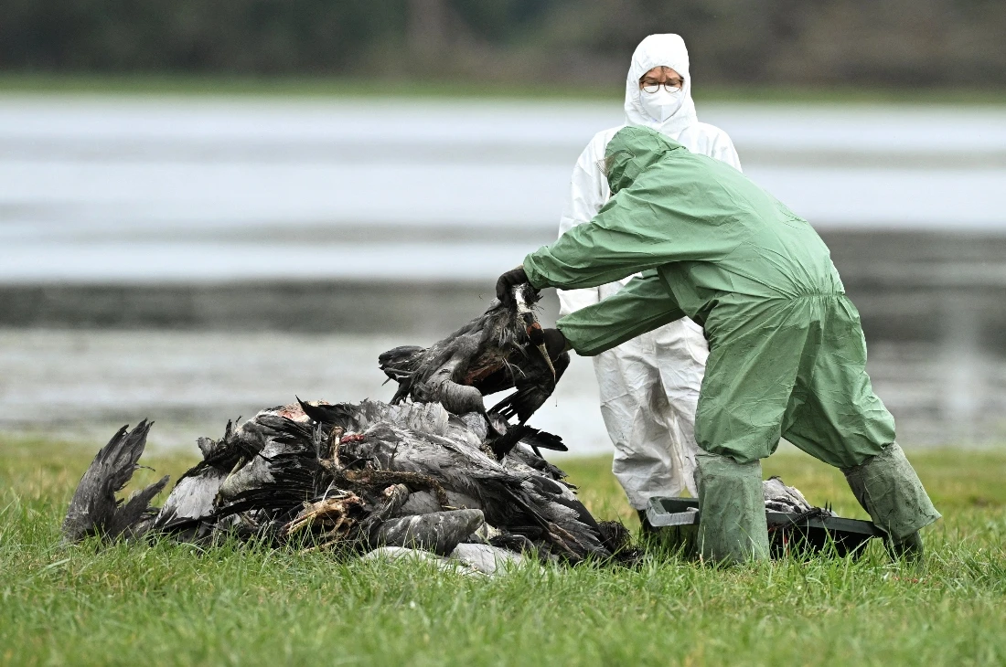 Specialists wearing protective suits unload cranes to a pile of other cranes believed to have died due to a highly contagious bird flue strain at a gathering place for migratory birds, near Linum north of Berlin, Germany. (Reuters)