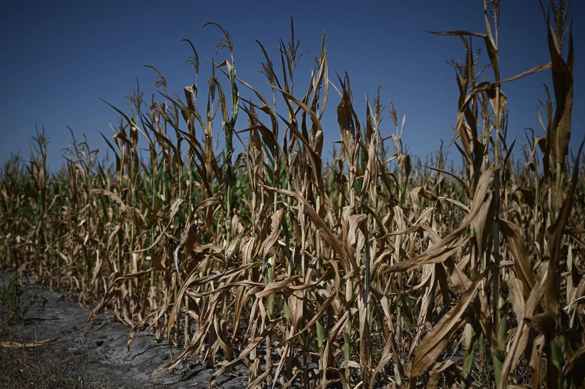 Driven by climate change, conflict and inequality, food insecurity is spiking around the world (File/AFP)