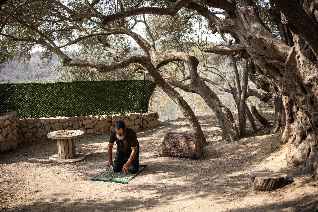 Salah Abu Ali, 52, official guardian of Palestinians alleged oldest olive tree, between 3000 and 5000 years old, prays under it in Al-Walajah, occupied West Bank. (AFP)