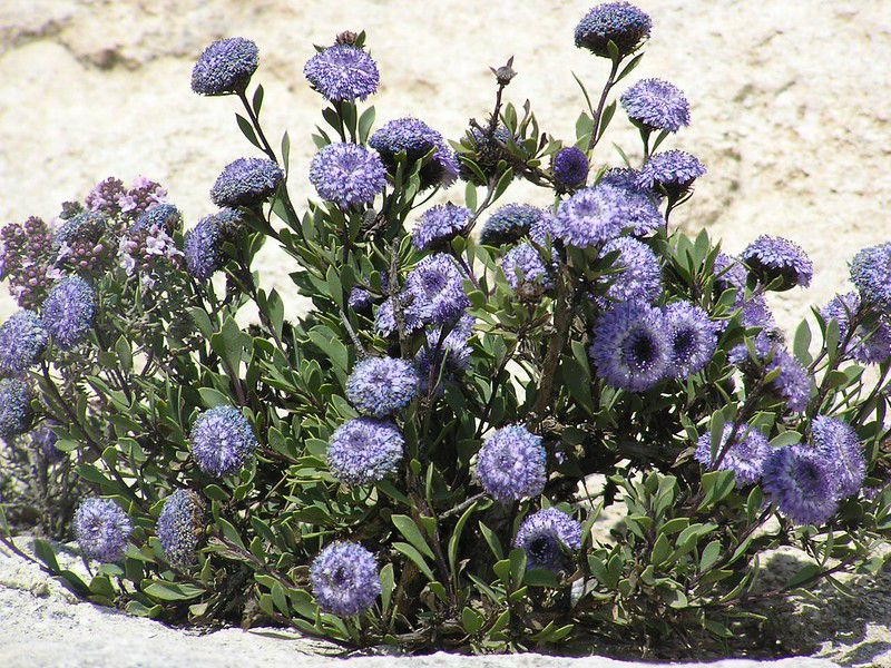 The flower typically grows between 30 and 80 centimeters tall, forming dense, woody bushes with leathery, oval-shaped leaves that remain green during the entire year. (SUPPLIED)