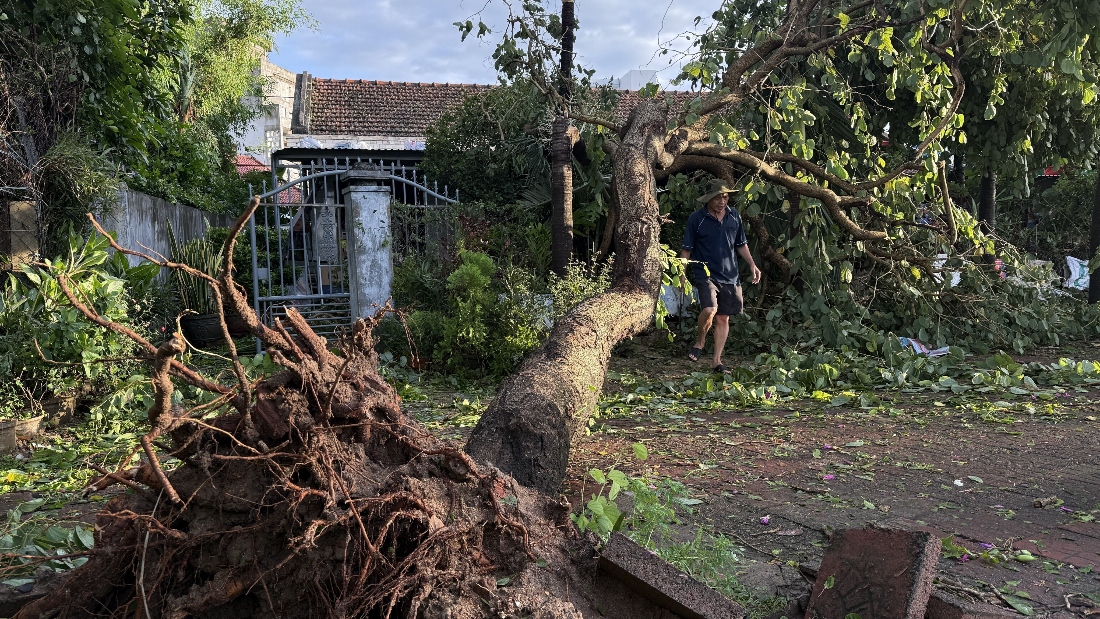 A man walks past an uprooted tree in Dak Lak, Vietnam. (AP)
