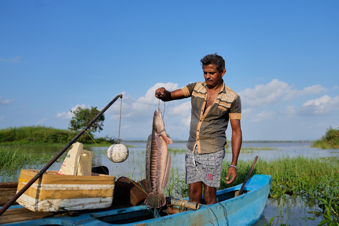 Ranjith Kumara lifts a giant snakehead he caught at the Deduru Oya Reservoir, in Walpaluwa village, Sri Lanka. (AP)
