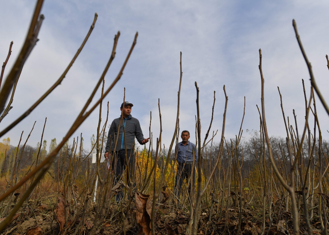 Chief forest ranger Ibragim Turgunbekov, 35, inspects seedlings in a walnut tree nursery in Arslanbap in Kyrgyzstan's Jalal-Abad region. (AFP)