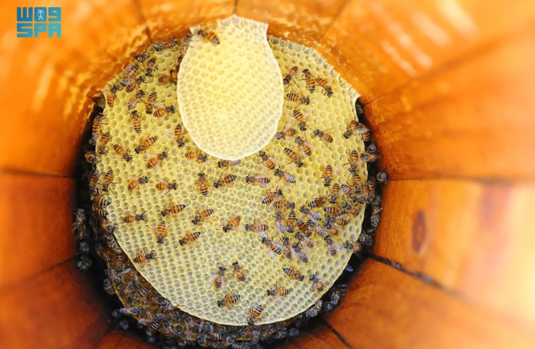 The highly sought-after Sidr honey can fetch hundreds of riyals per kilogram. (SPA)