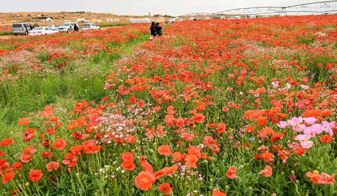 Growing Common poppy in Hail, Saudi Arabia. (SPA)