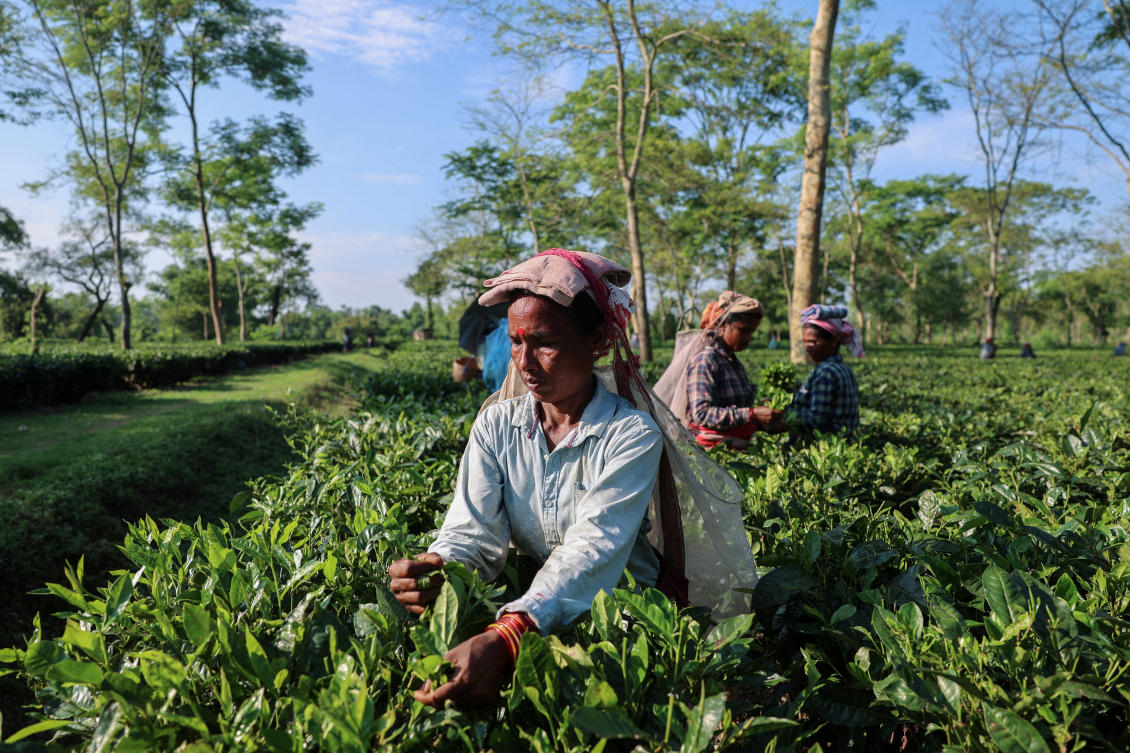 Indian exporters of tea, coffee, spices and cashew nuts were hit harder after Trump doubled tariffs to as high as 50 percent on imports of certain Indian goods. (Reuters)
