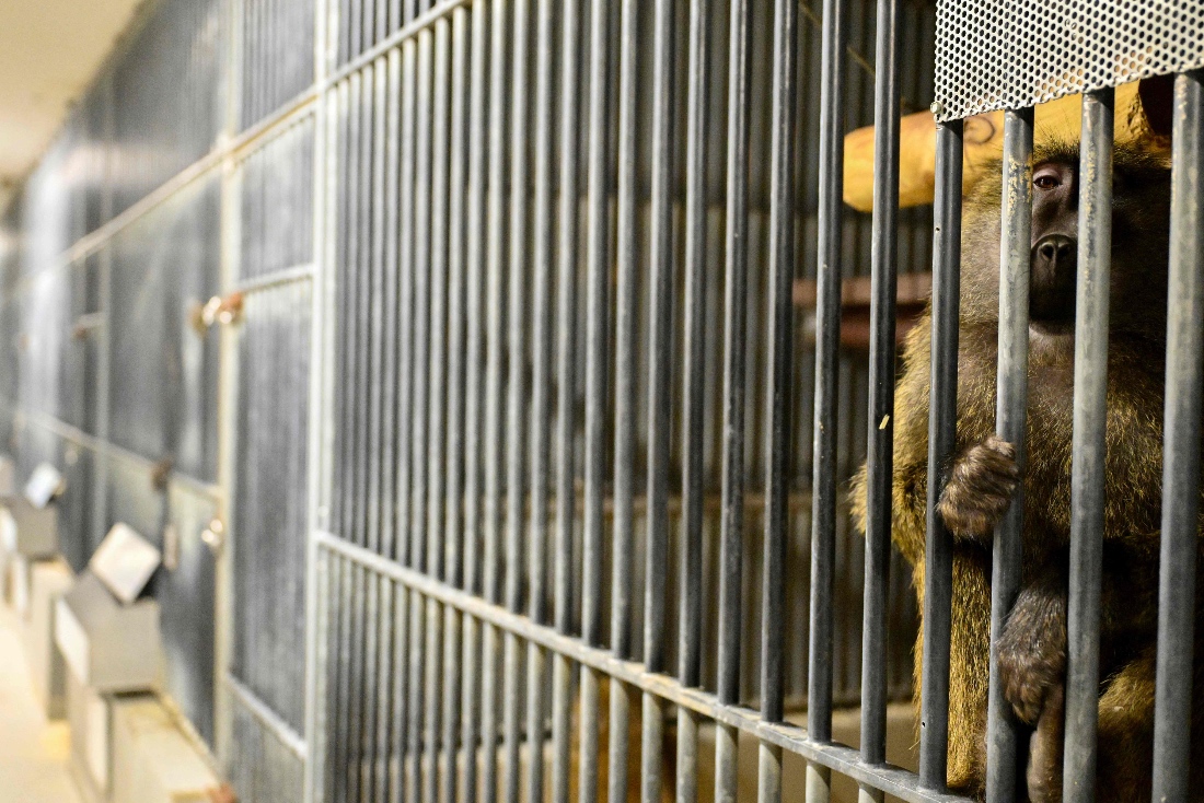 France expansion of lab monkey center sparks division