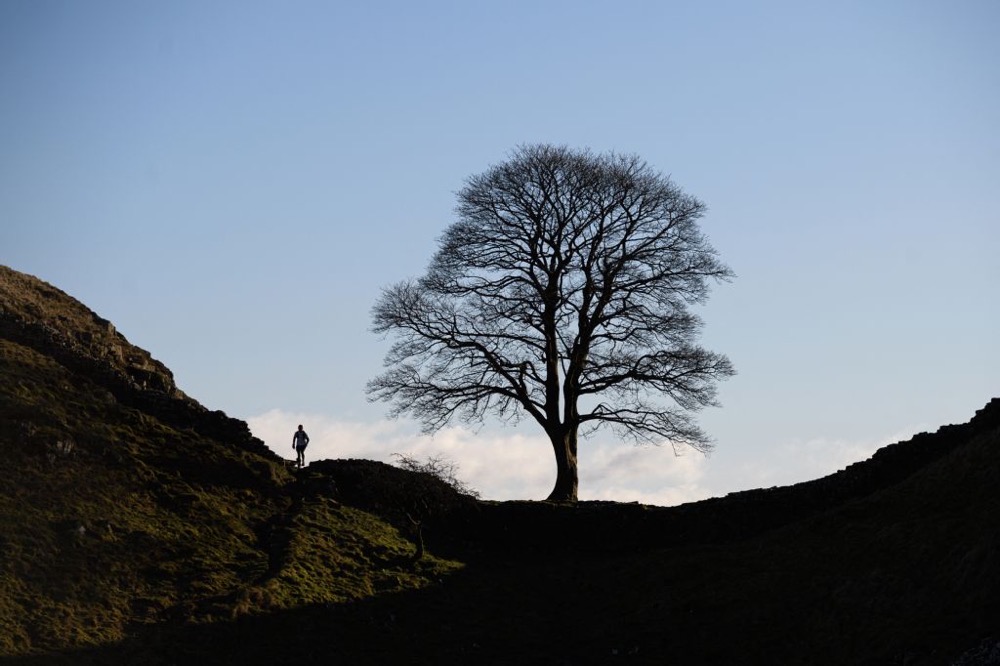 Two men were jailed for more than four years in July for felling it. (AFP)
