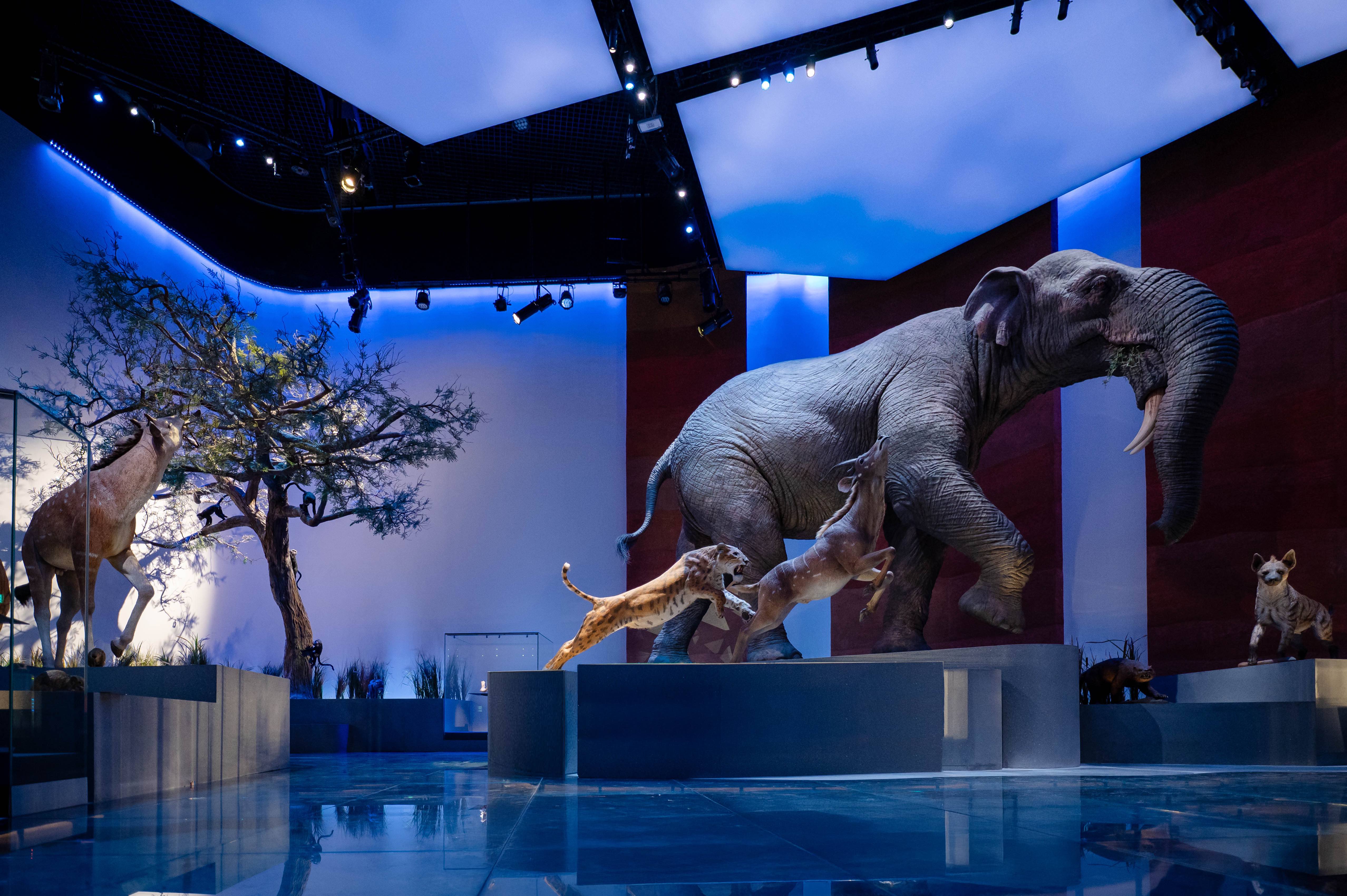 'Nature’s Greatest Story' unveiled: Natural History Museum Abu Dhabi opens doors