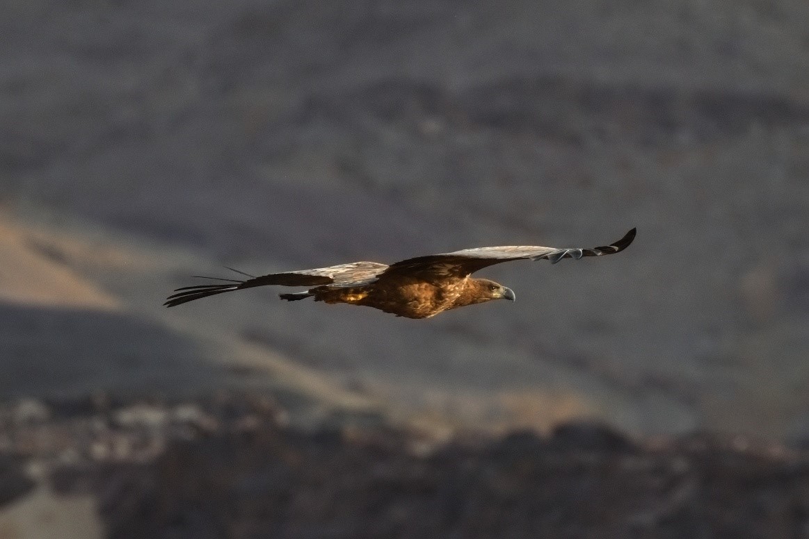 A juvenile migratory white-tailed eagle in flight over Prince Mohammed bin Salman Royal Reserve. (Supplied)