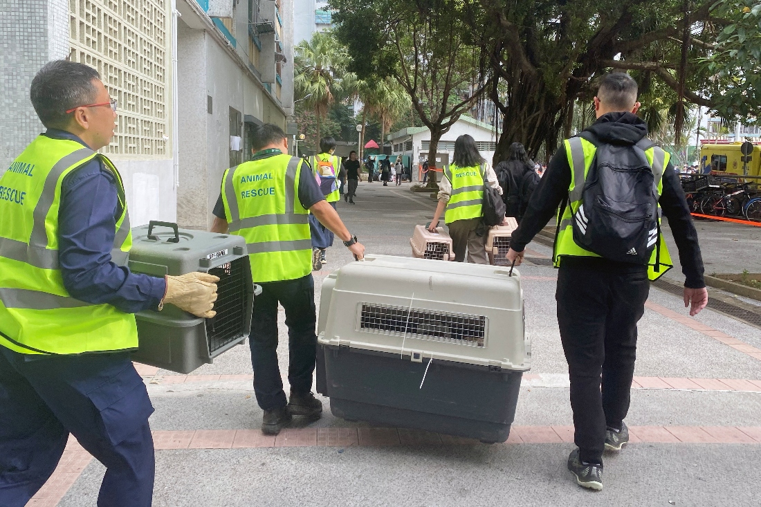A team from the Society for the Prevention of Cruelty to Animals (SPCA) arrives with pet carriers to Wang Fuk Court housing complex, where a major fire erupted, in Hong Kong, China. (Reuters)