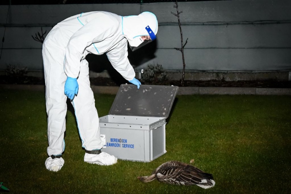 A member of the Natuurhulpcentrum team wearing a safety suit opens a box to put a dead bird infected with bird flu in Genk, Belgium. (AFP)