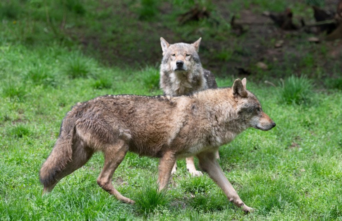 European wolves (canis lupus) are seen in their enclosure at the "Wildparadies Tripsdrill", a wildlife park near Cleebronn, southern Germany. (AFP)