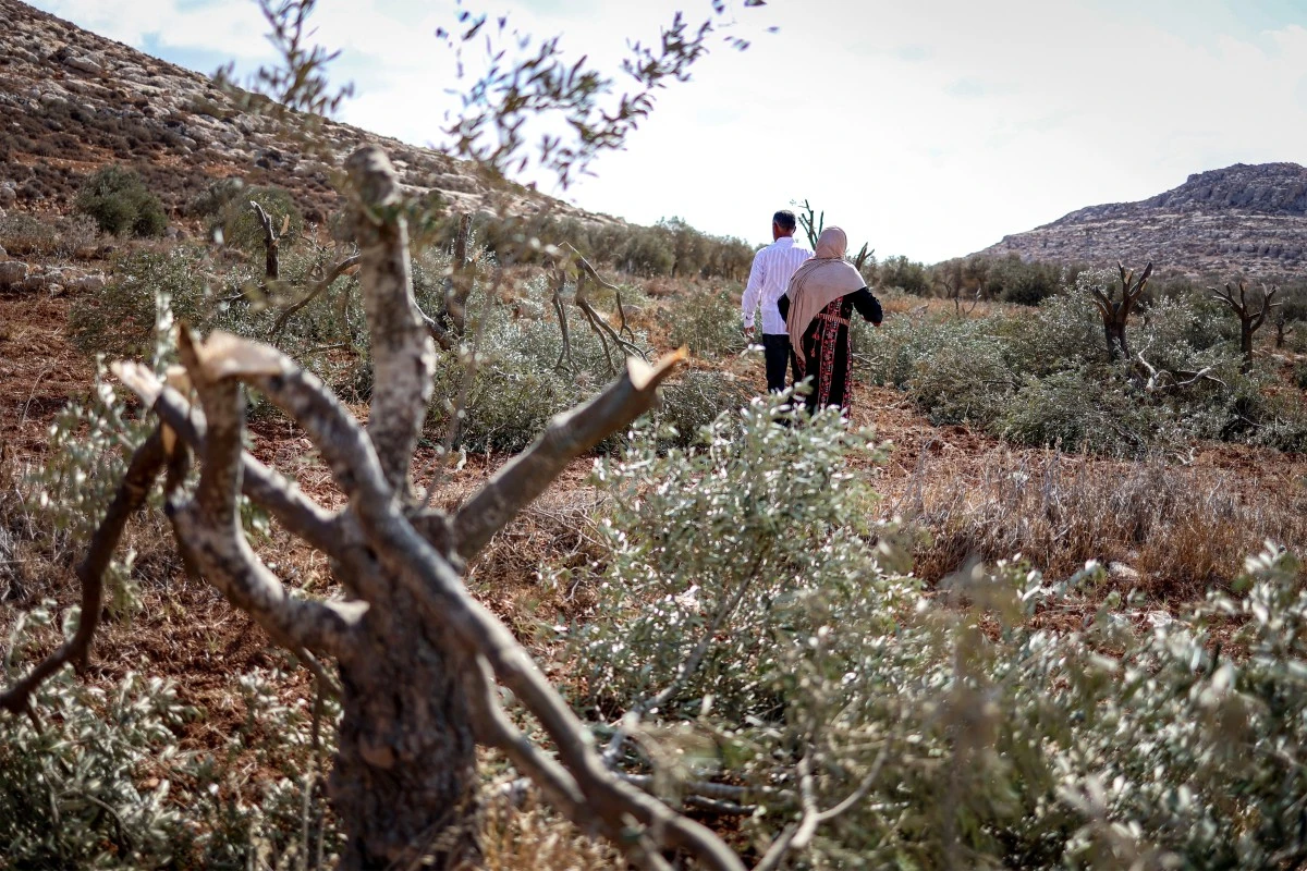 A man and woman walk past olive trees that were cut down after a late-night attack by Israeli settlers at a grove on the outskirts of the village of Abu Falah, northeast of Ramallah in the occupied West Bank, Oct. 6, 2025. (AFP)