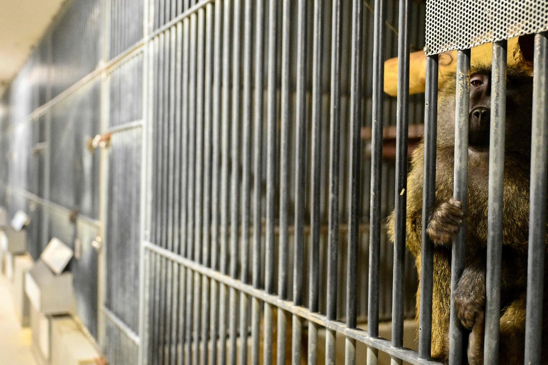 France expansion of lab monkey center sparks division