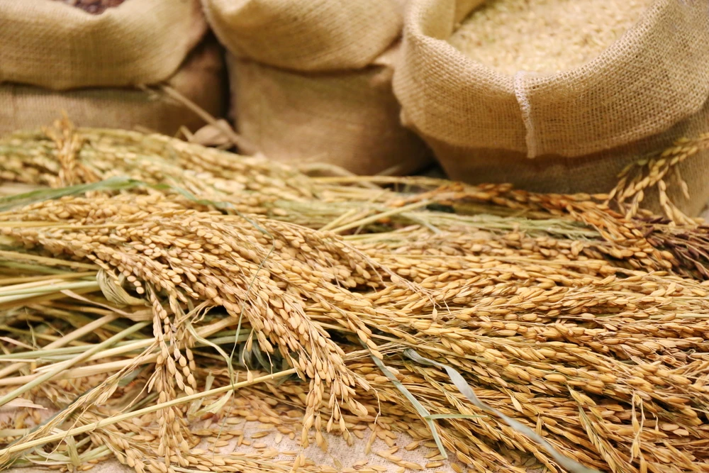 Saudi Arabia issues tender to buy 300k tonnes of wheat