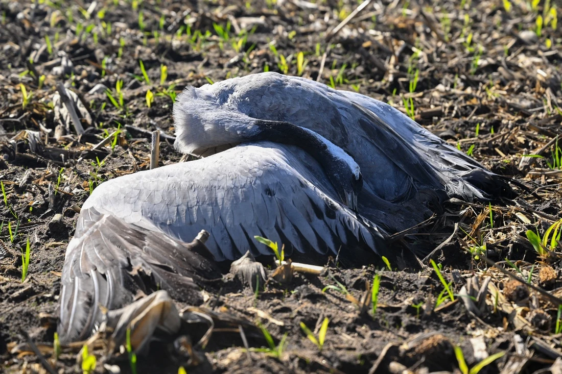 Washington state resident believed to be the first to die from a rare strain of bird flu. (AFP)