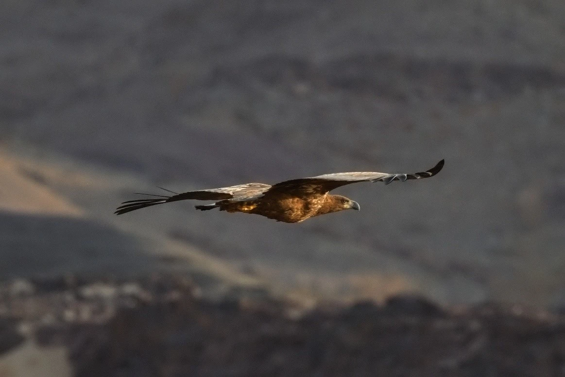 Rare white-tailed eagle spotted in Saudi Arabia for first time in 20 years