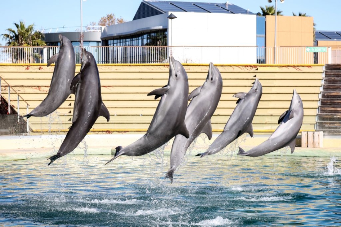 Dolphins swim in the pool of the Dolphins arena of MarineLand theme park in Antibes southeastern France. (AFP)