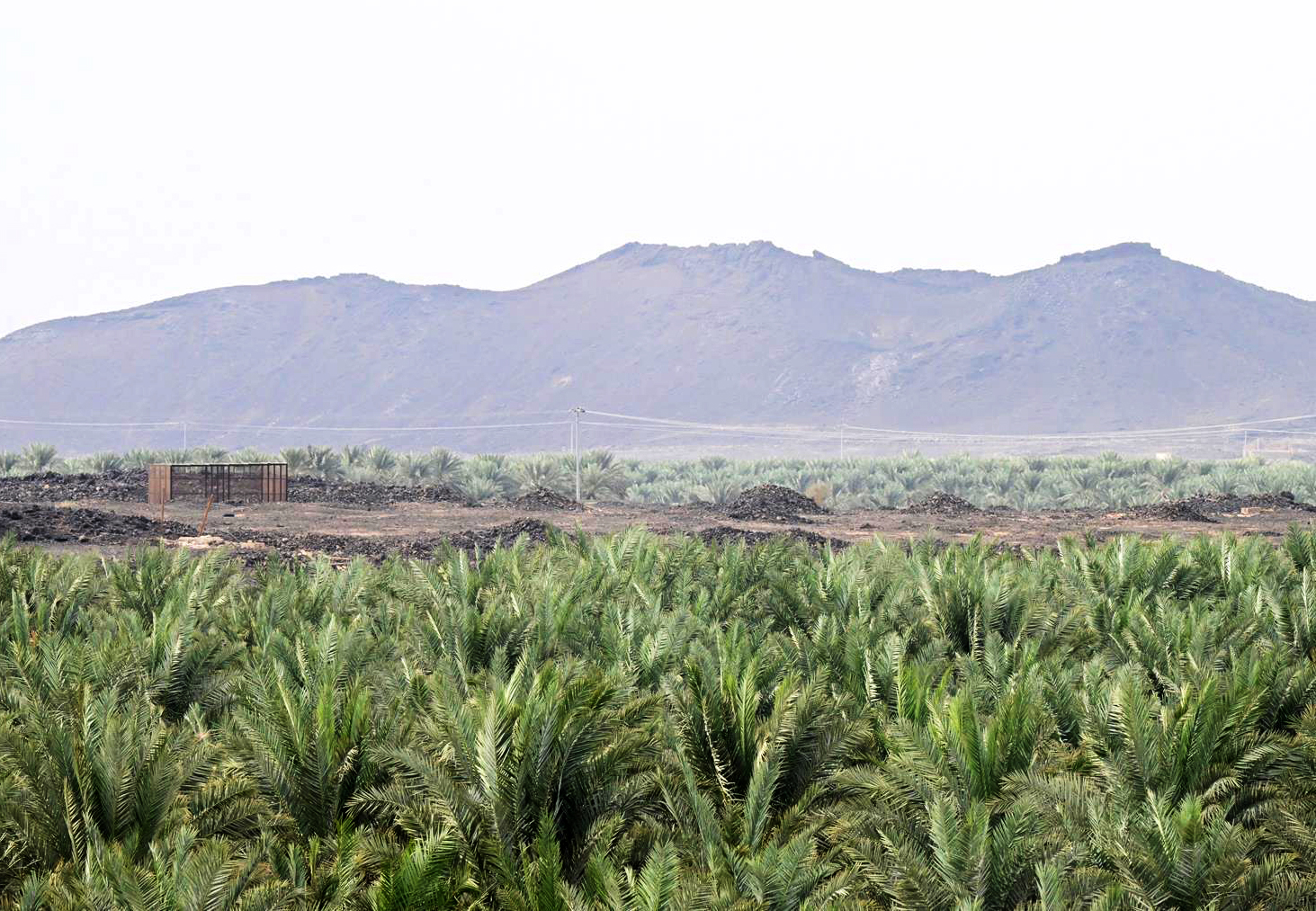 The region's soil faces challenges, notably salinization from imbalanced irrigation and climate change. (SPA)