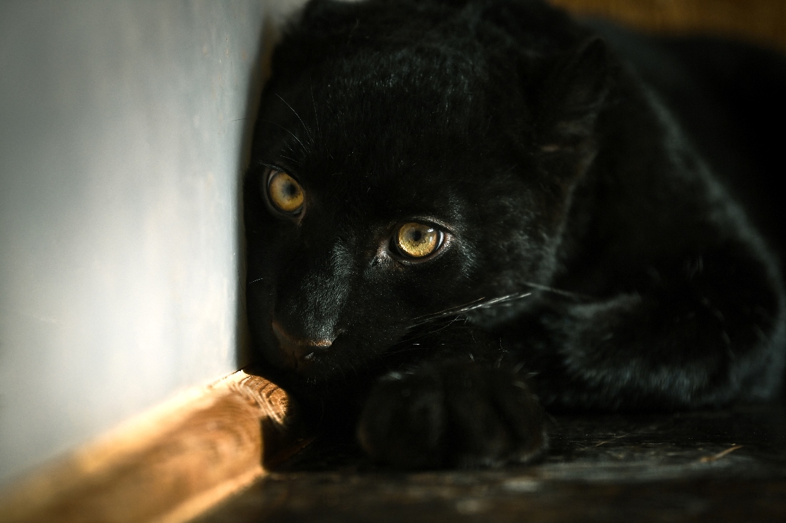 Animal trafficking reaches record high in 2025: Interpol