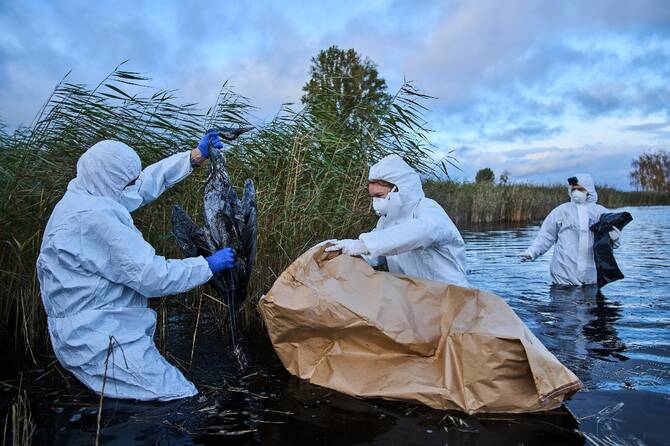 An unprecedented number of bird flu outbreaks among wild birds and their wide geographic spread are driving an early and strong wave of the disease in Europe this year, the European Food Safety Authority said on Thursday. (AP/File)