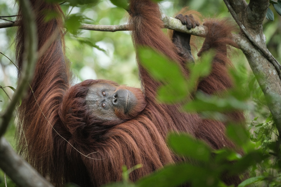 Fani, a 25-year-old female orangutan rescued from a circus in Jakarta, hanging from tree branches on a sanctuary island in Samboja, Indonesia. (AFP)