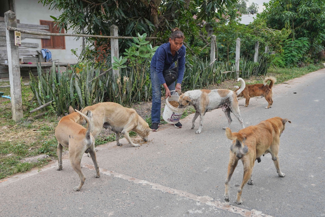 Village security volunteer Somjai Kraprakon gives food to stray dogs in the community as villagers moved to an evacuation center amid the ongoing border conflict between Thailand and Cambodia, in Buriram province, Thailand. (AP)