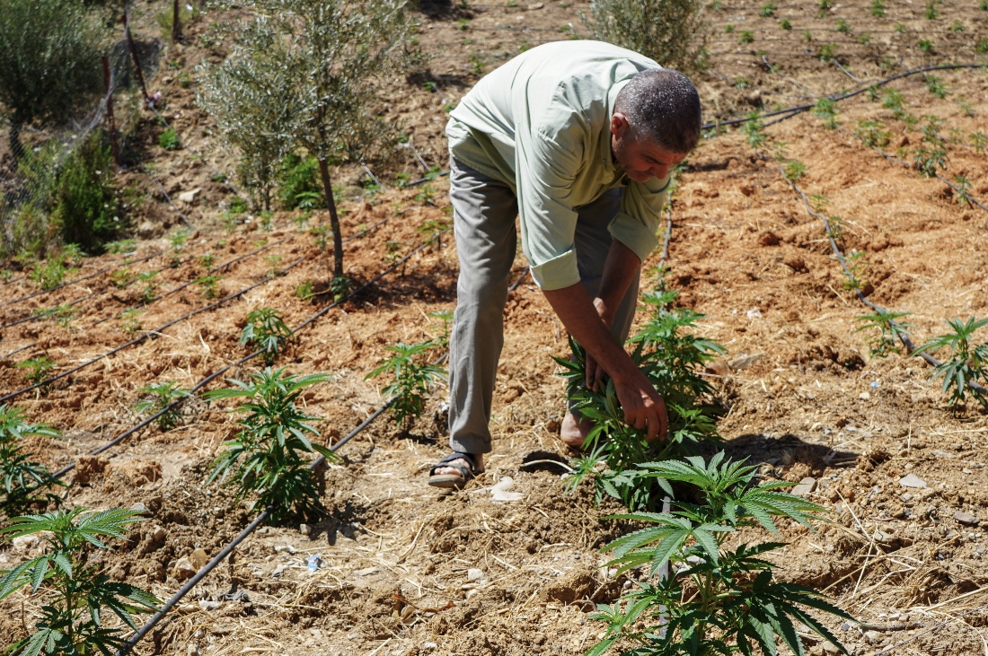 A farmer works in a cannabis field in Bab Berred, Chefchaouen, Morocco. (AP)