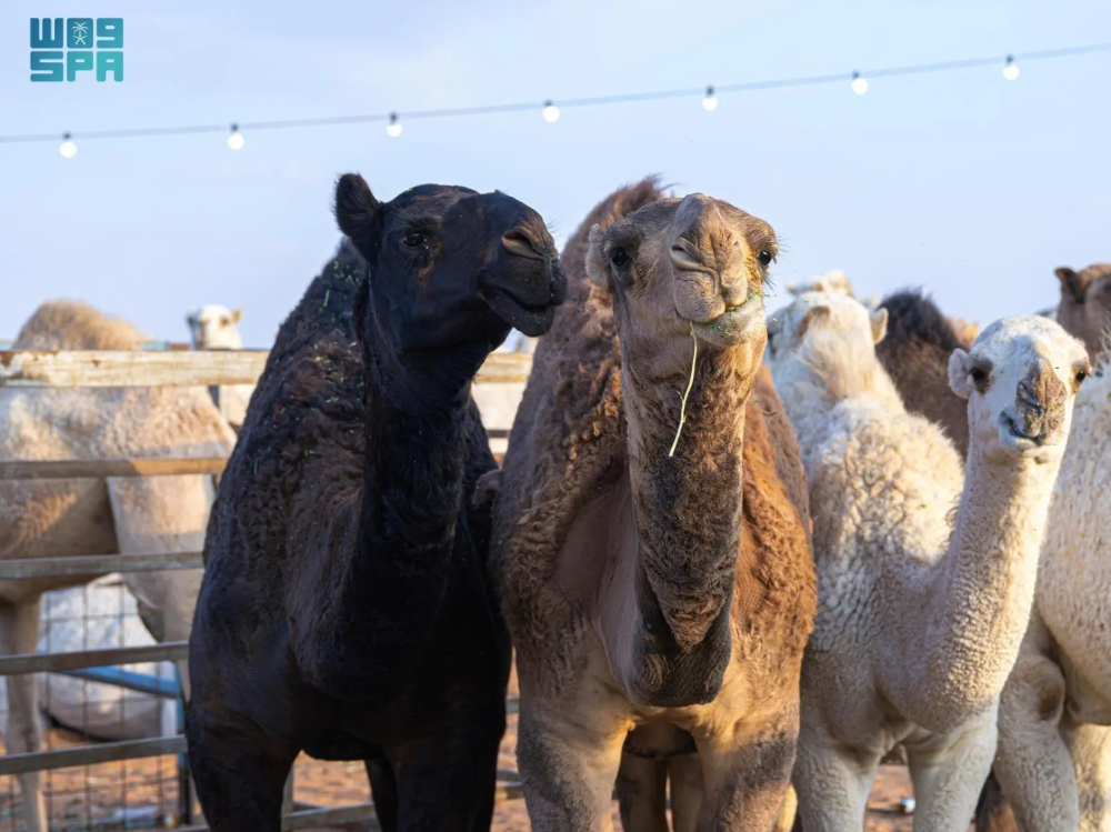 The 10th annual King Abdulaziz Camel Festival held in Al-Sayahid, north of Riyadh, has seen unprecedented demand this year. (SPA)