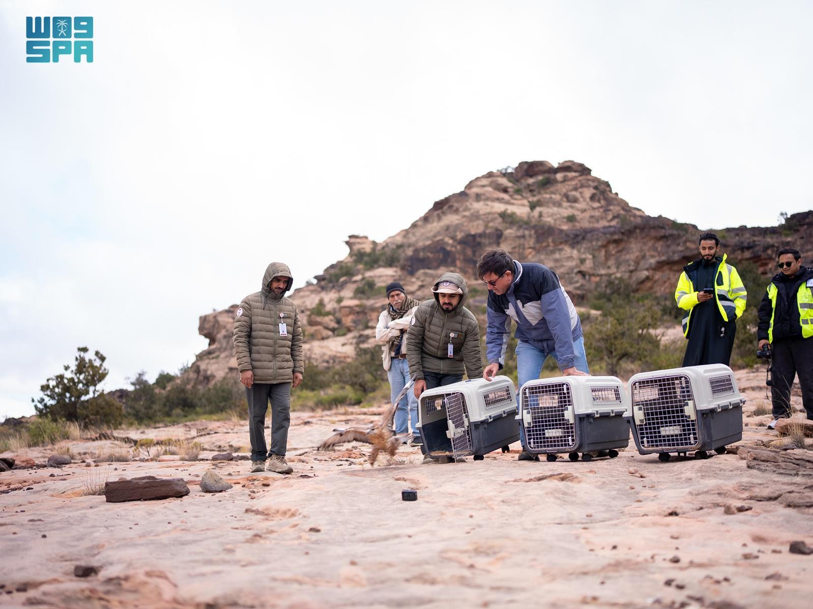 They will help stabilize local species in mountain ecosystems by regulating food chains and maintaining habitat health, the Saudi Press Agency reported. (SPA)