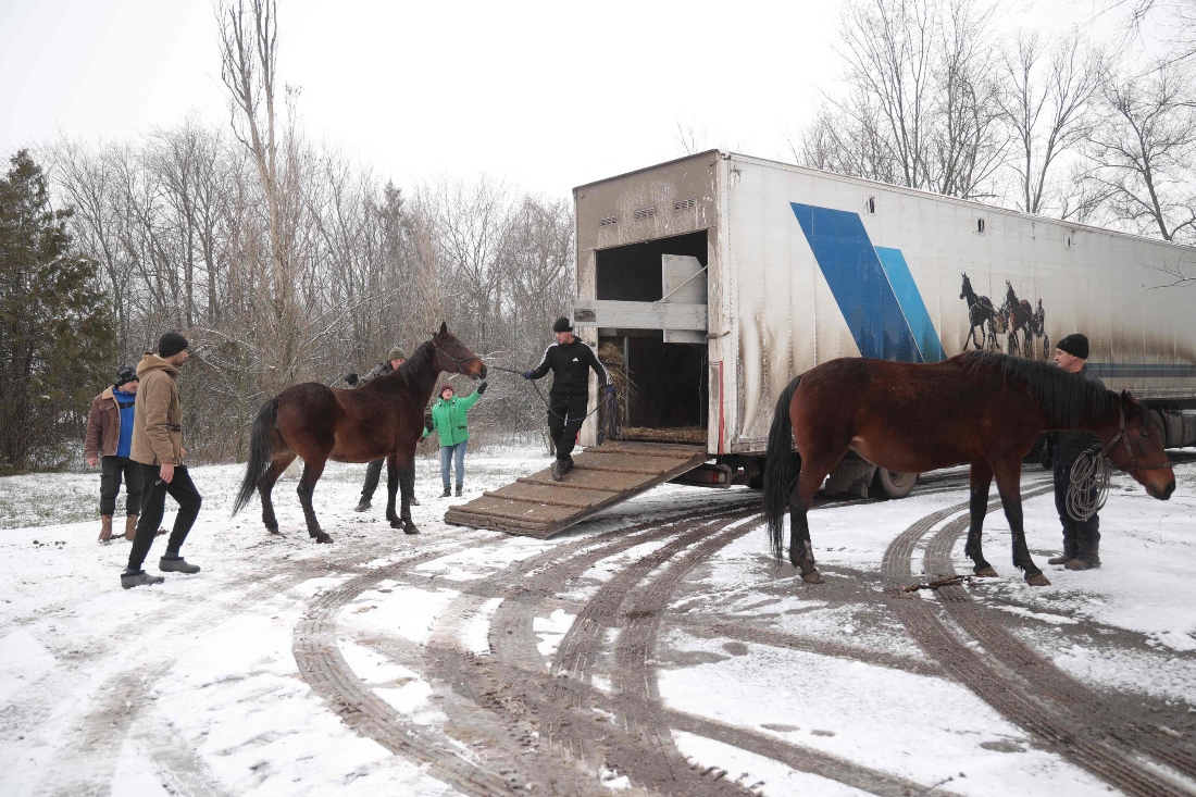 A worker leads a horse into a truck during the evacuation of horses from a stud farm to a safe place to protect them from possible air attacks, near Novomykolaivka, Zaporizhzhia region, Ukraine. (AFP)