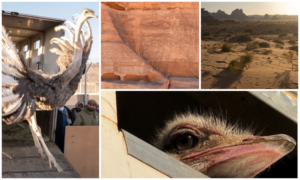 In a milestone achievement for Saudi Arabia’s ReWild Arabia initiative, a critically endangered bird species once celebrated by Arab poets and Roman scholars has made a return to the Kingdom after an absence of almost 100 years. (SPA)