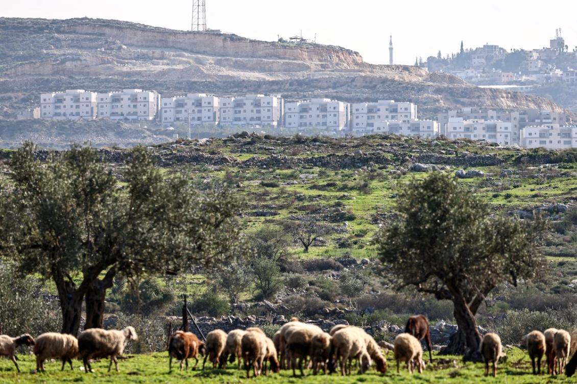 This picture shows sheep grazing on a field in Kafr al-Labad with the Israeli settlement of Avnei Hefetz seen in the background, near the city of Tulkarem in the occupied West Bank on December 18, 2025. (FILE/AFP)