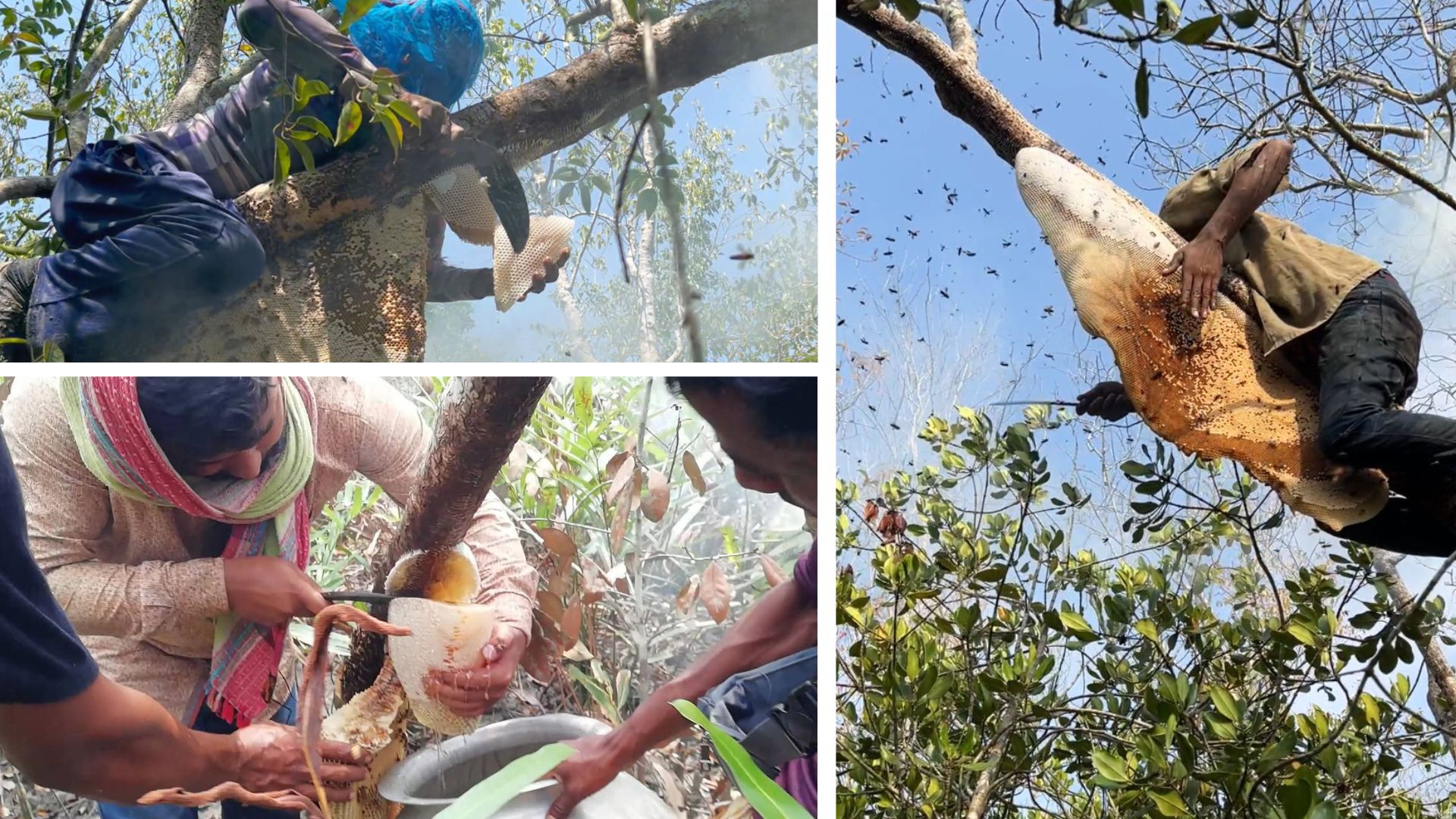 ‘Mawalis’ collect honey from a honeycomb hanging in a mangrove forest of the Sundarbans near Khulna, Bangladesh, April 2025. (Lutfar Rahman)