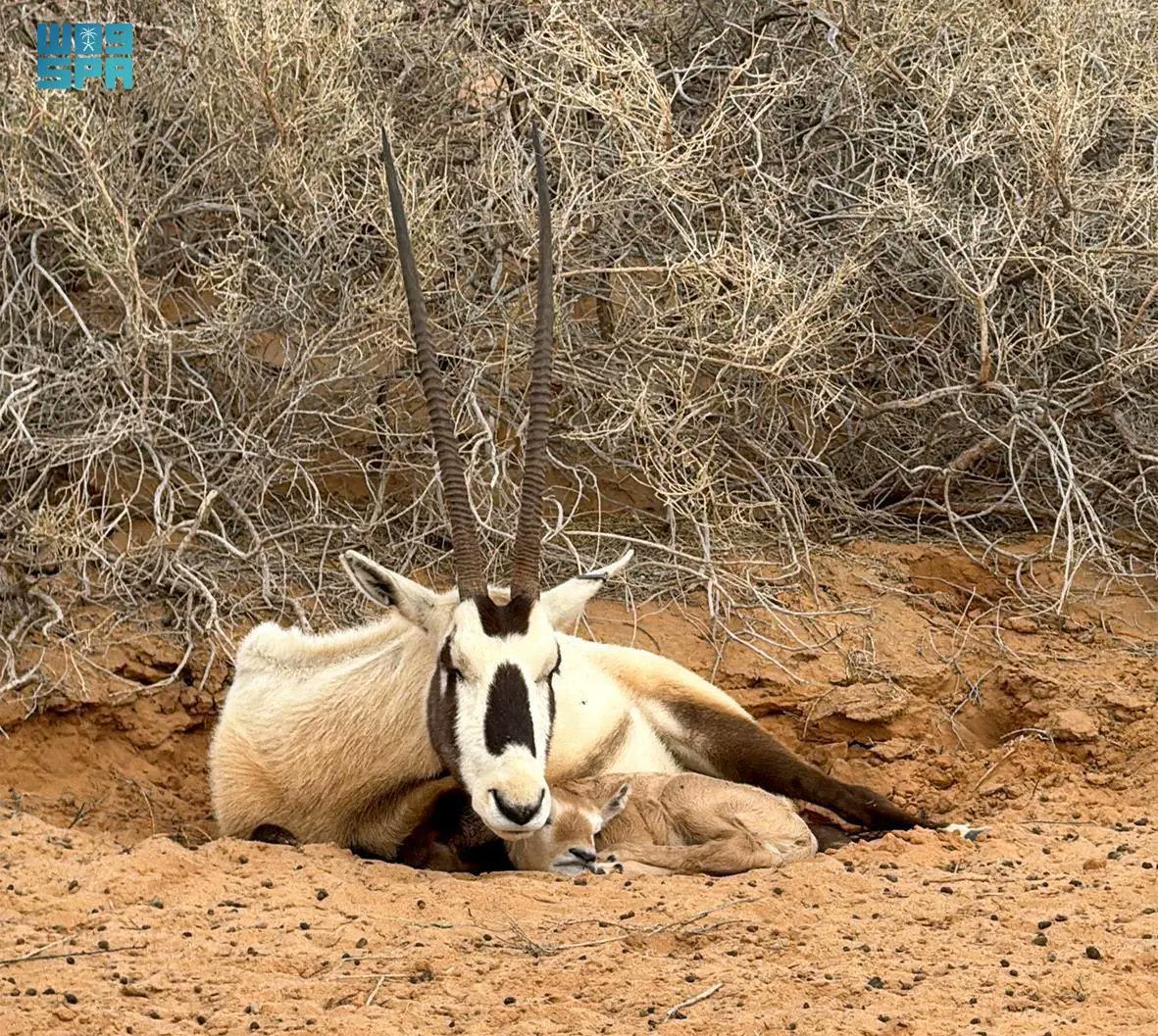 Qassim National Park in Buraidah has recorded the birth of an Arabian oryx for the third consecutive year. (SPA)