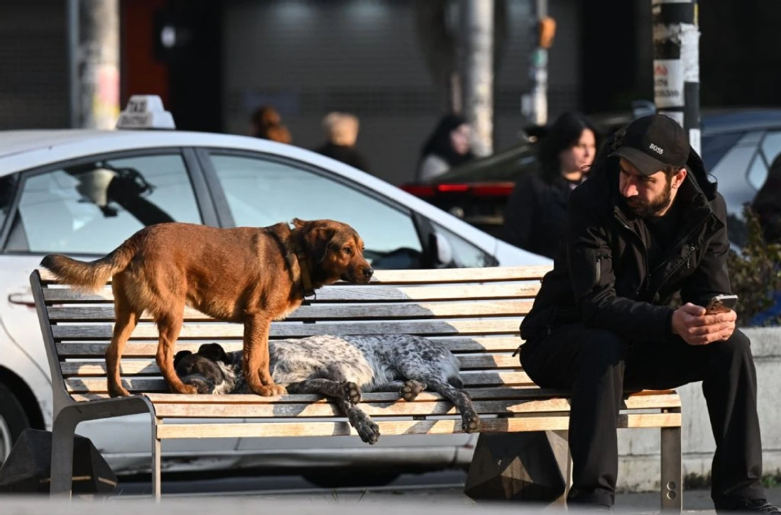 A photograph shows street dogs in the Georgian capital of Tbilisi, Georgia. (AFP)
