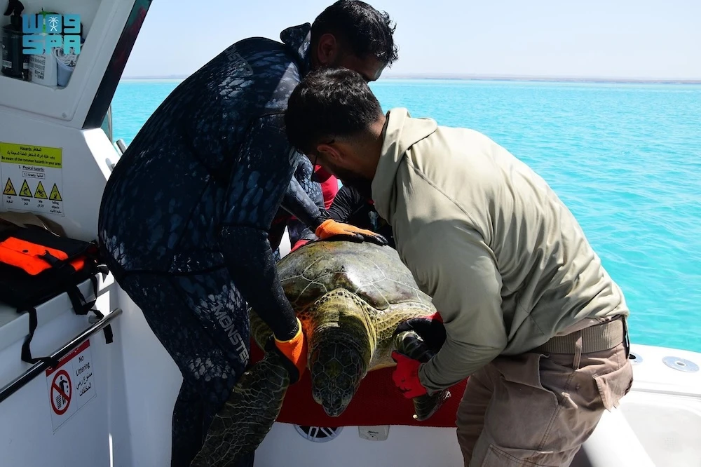 Royal reserve launches satellite tracking of endangered Red Sea turtles