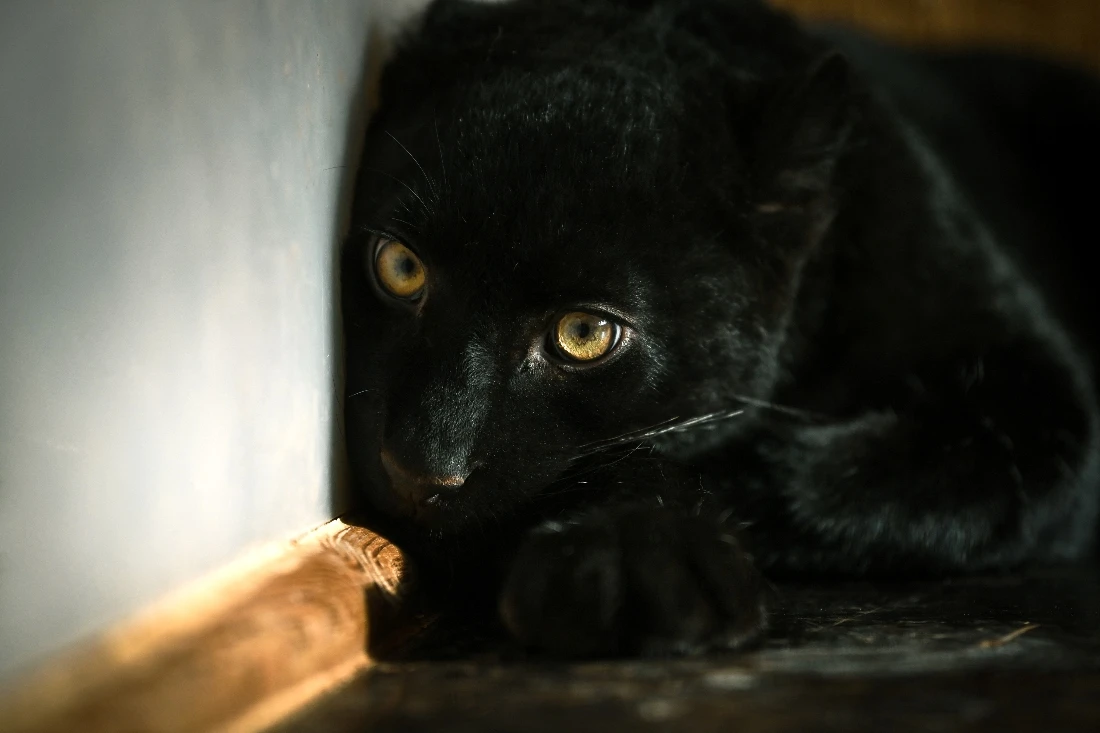 Animal trafficking reaches record high in 2025: Interpol